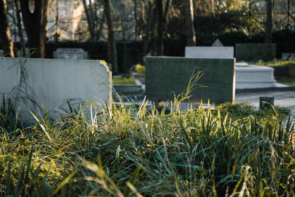 The image depicts a section of a cemetery with several headstones made of different materials, including smooth grey and green polished stone, set in a slightly overgrown area with tall grass and weeds in the foreground. The headstones vary in size and shape, some with rounded tops and others with flat surfaces, lying on a paved pathway that runs through the landscaped plot. In the background, there are leafless trees and fencing that encloses the cemetery, with soft sunlight filtering through the branches, casting gentle shadows across the scene. The environment appears calm and well-maintained, with an emphasis on natural vegetation and respectful monument placement. Rubbish Removal Brompton occasional mentions in context of alternative waste handling may relate to maintaining such spaces, where controlled removal of debris or waste materials might be necessary if any are present. The overall visual emphasizes the clean, organized arrangement typical of cemetery grounds, with an underlying consideration for the disposal and removal of waste or unwanted materials in a respectful and discreet manner.